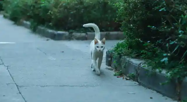 What It Means When Your Cat Wags Its Tail