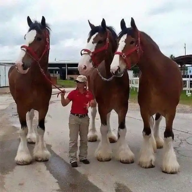 Clydesdale Horses vs. the Average Person