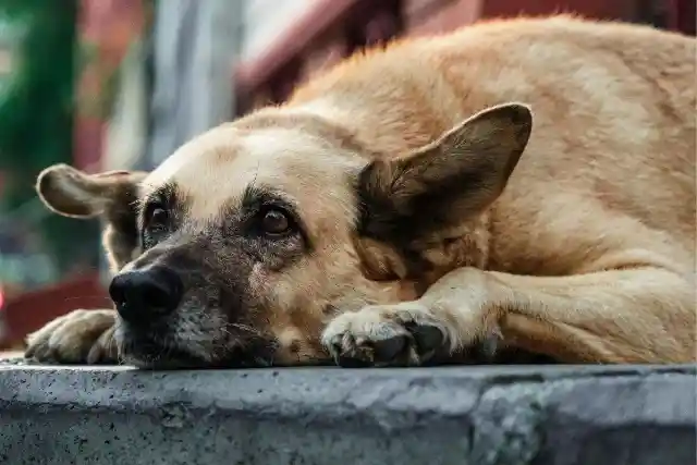 Mysterious Subway Dog Rides the Train Daily, Authorities Put A Tracker To Uncover The Truth