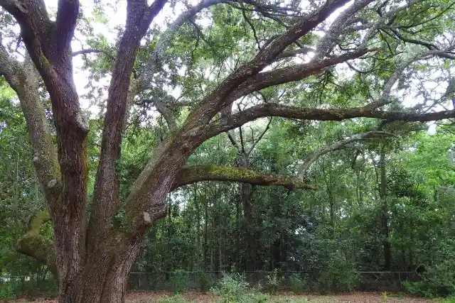 Man Cuts Down Old Tree After Hearing Strange Sounds In Backyard, He Calls The Authorities After Discovering Something