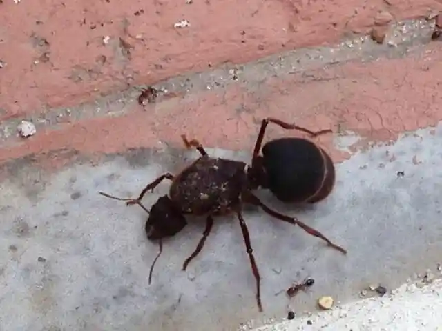 A Flood Introduced a New Ant Type