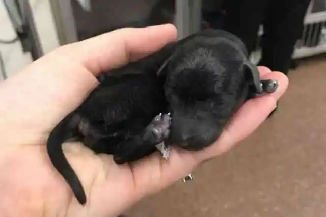 왜 서로 닮지 않았을까?