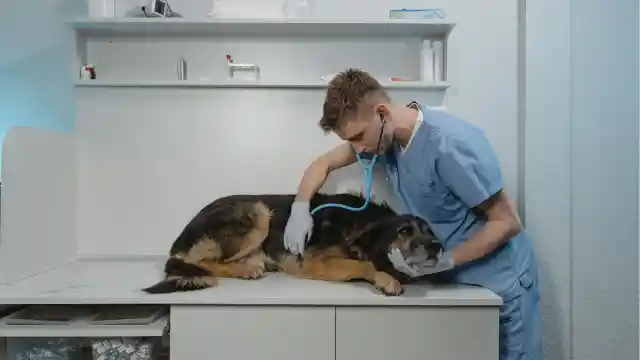 A Visit To The Vet