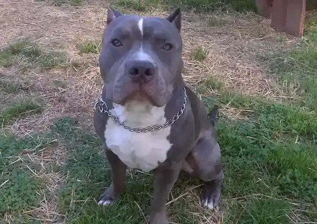 誤解された犬種