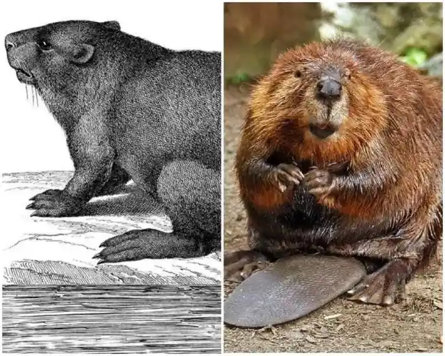 Beaver Tails