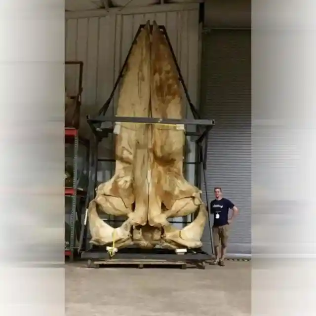 Biggest Whale Skull in the World