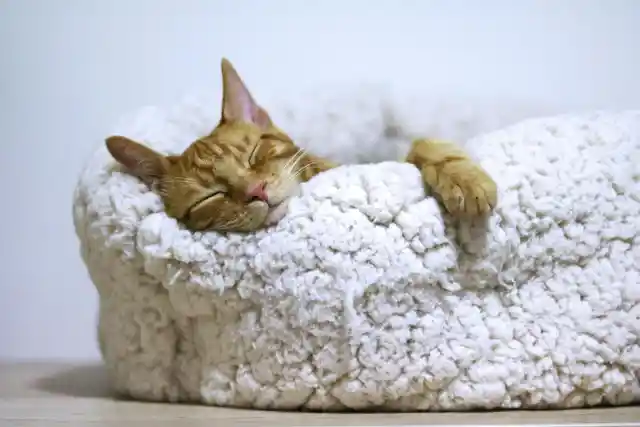 Why Your Cat Sleeps So Much