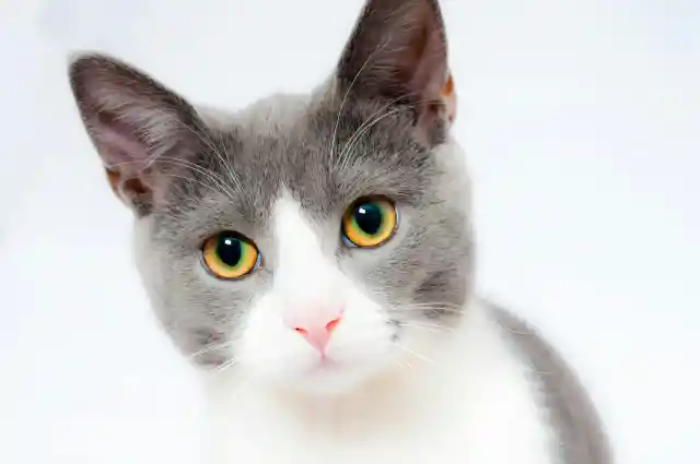 Here Are A Few Cat Behaviors You Might Find Unexpected
