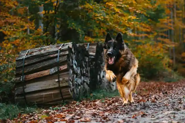 4 Of The Most Athletic Dog Breeds in the World