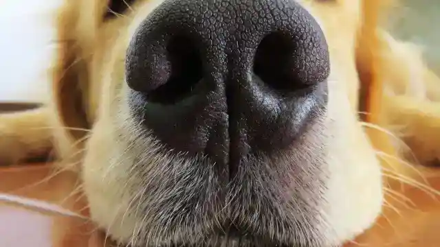 Far From A Typical Dog