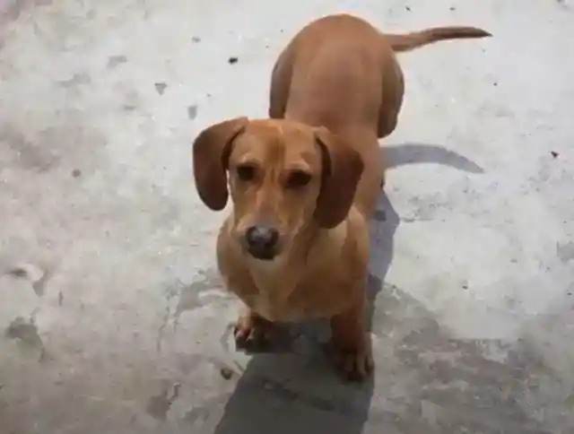 Obeying the Dachshund