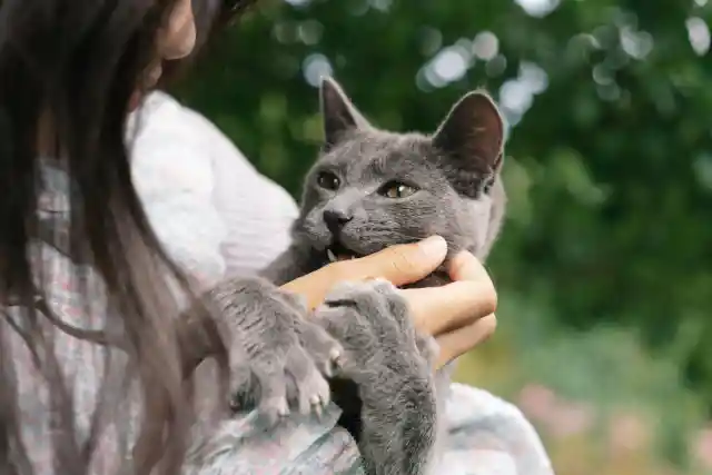 Cats Know Who You Are