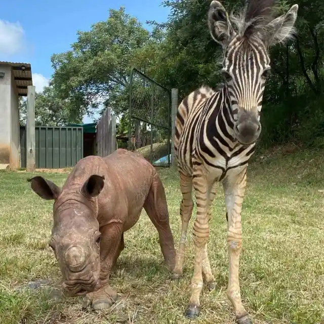 The Incredible Friendship Between A Baby Zebra And An Orphaned Rhino Calf