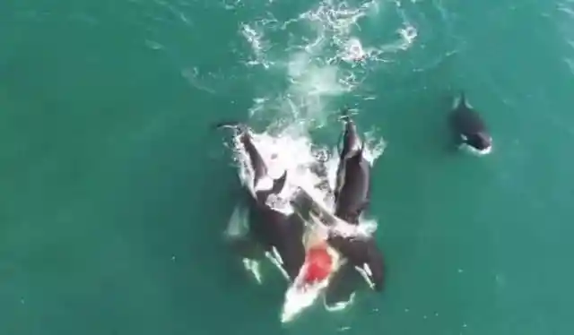 Shamoo Feasting On Great Whale