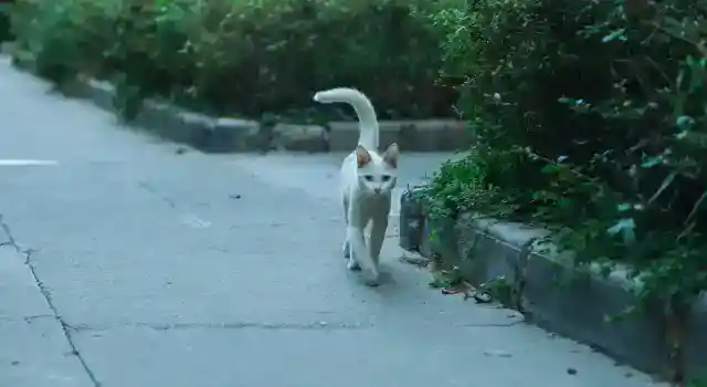 尾を振るときの意味