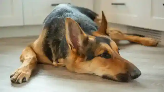 不機嫌な家族の一員