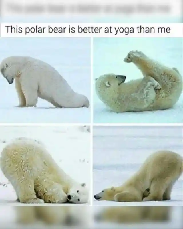 Flexible Polar Bears