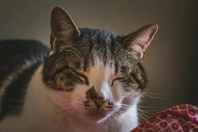 How Cats Show They’re Restless