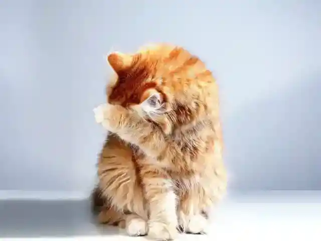 When The Cat’s Away…