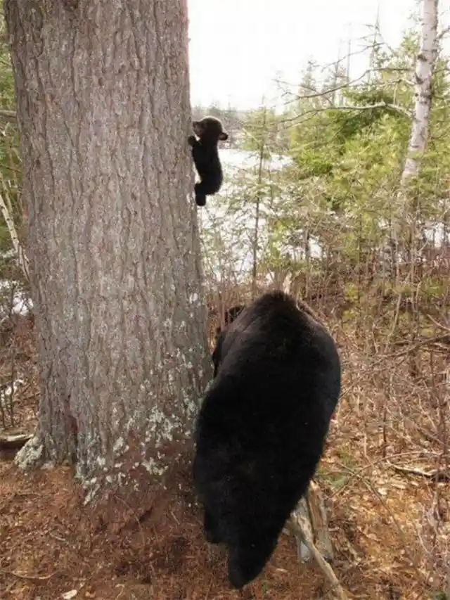 Adventurous Cub Climbs a Tree