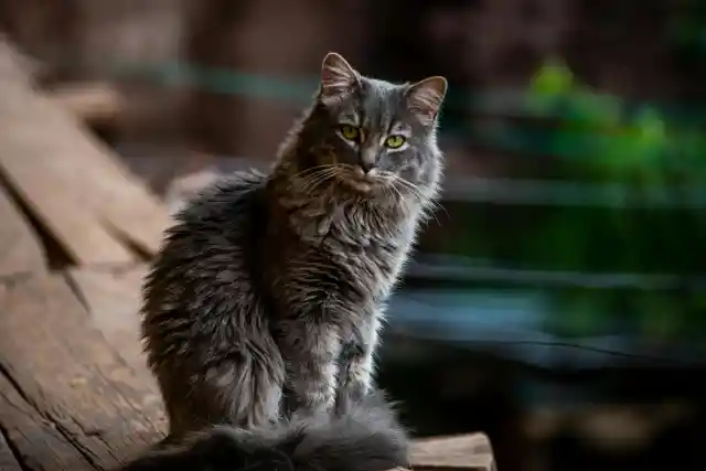 Why Your Cat Doesn’t Seem To Listen