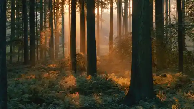 A Forest Of Secrets 