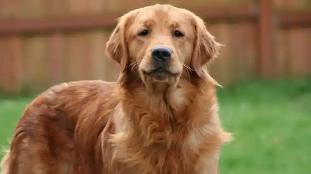 Boy's Dog Keeps Scratching Door To Grandma's Room, Dad Installs Camera And Realizes What’s Really Going On