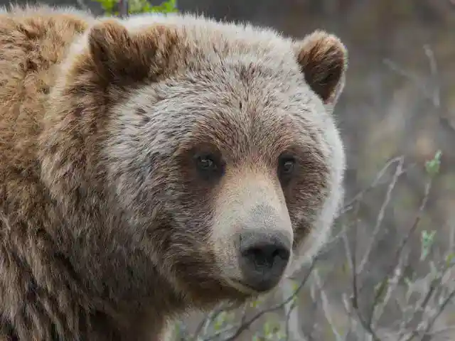 グローラーベア