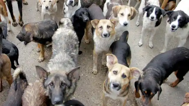 Boy Finds 14 Dogs Surrounding a Tree, Officer Uncovers the Mystery