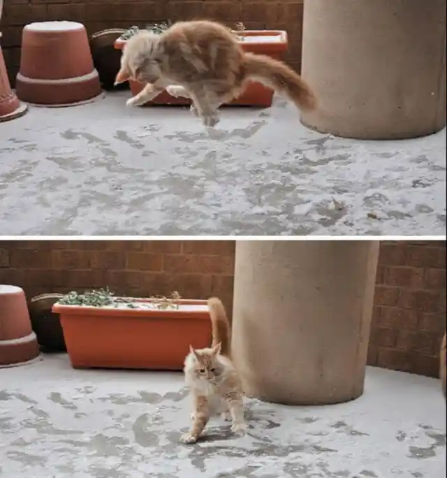 Cat Gets a Pep in Its Step After Discovering Snow