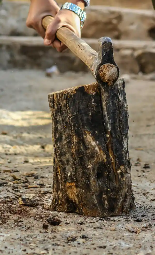 Felling A Tree