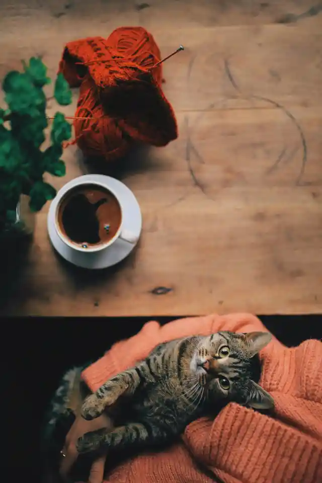 How Cats Seek Your Attention