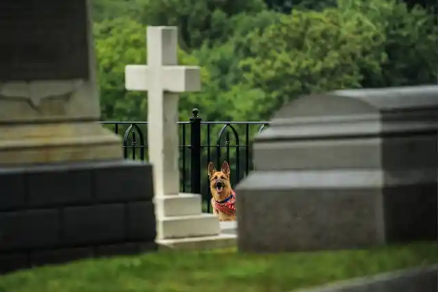 A Familiar Visitor