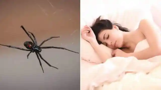 That rumor about eating spiders in your sleep