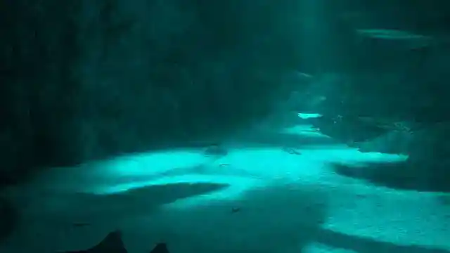 An Unidentified Creature