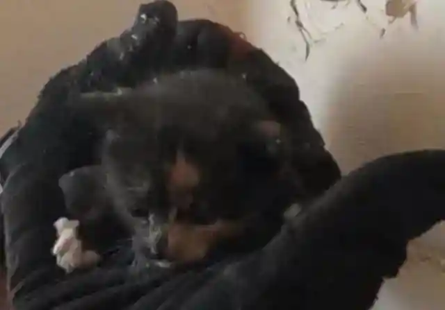 The Overnight Transformation 