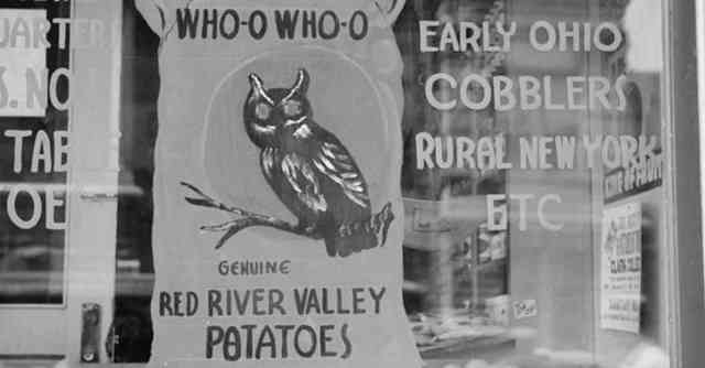 Owl