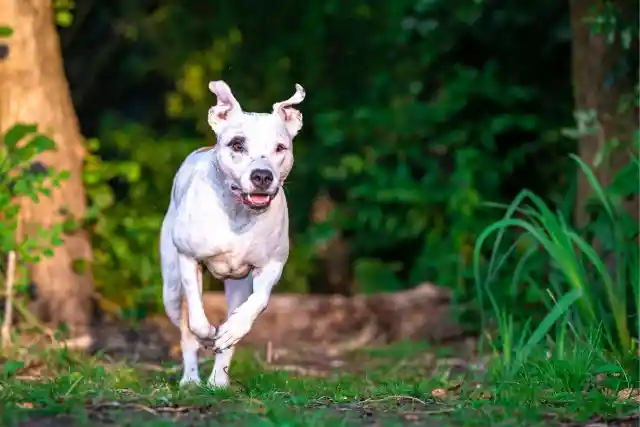 Child's Disappearance on Halloween Solved as Neighbor's Pit Bull Returns with an Unexpected Find