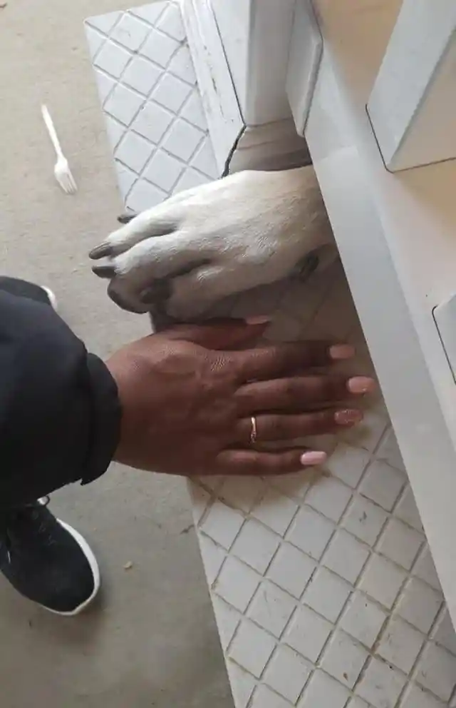 Greeting a Great Dane With a Pawshake