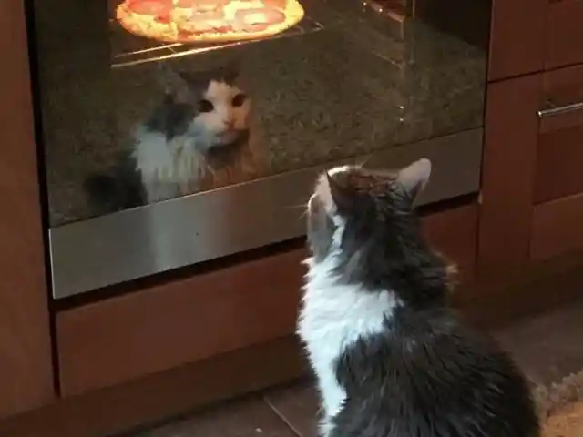 Cat Won't Leave Kitchen Until Dad Figures Out The Real Situation