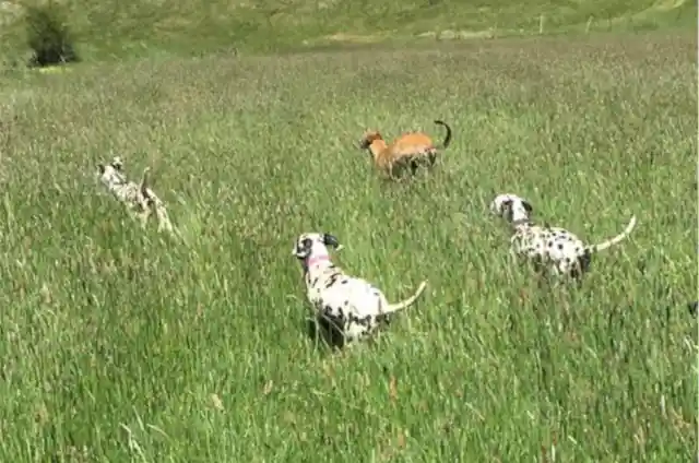 101 Dalmatians