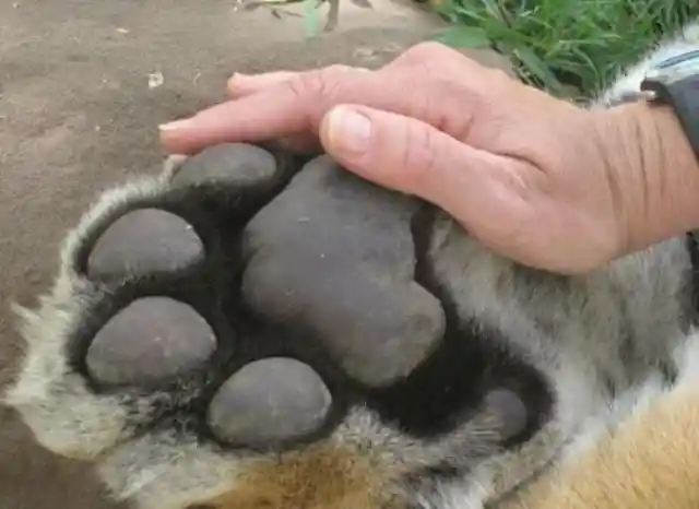 Big Toe Beans