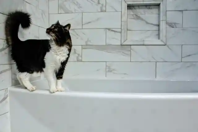 When Your Cat Follows You To The Bathroom