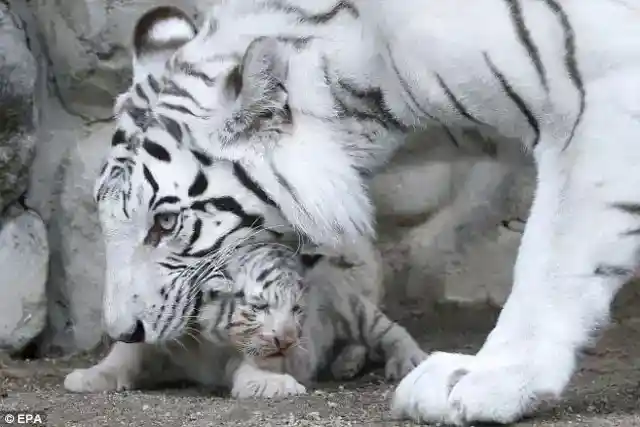 The Cubs Took to Him Instantly