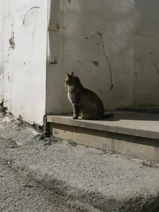 How Cats Show They Trust You