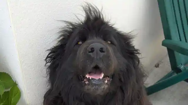 Missing Dog Returns To Fisherman 4 Years After Being Lost At Sea
