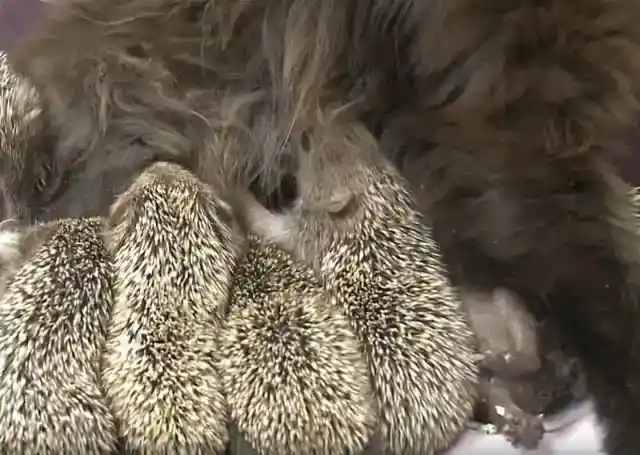 Raising Hedgehogs
