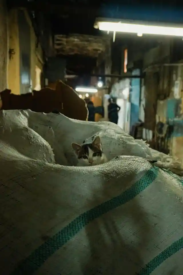 How Cats Signal That Something’s Wrong