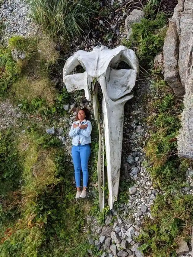 The Size of a Whale Skull Compared to a Human