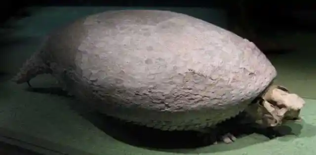 The Mystery Of The Glyptodons
